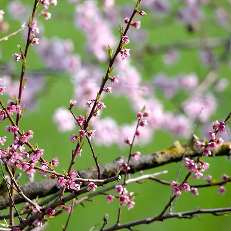 Armonia Della Sera And Relax