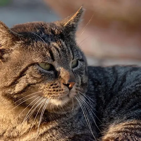 Panzió Armonia Della Sera And Relax 3*